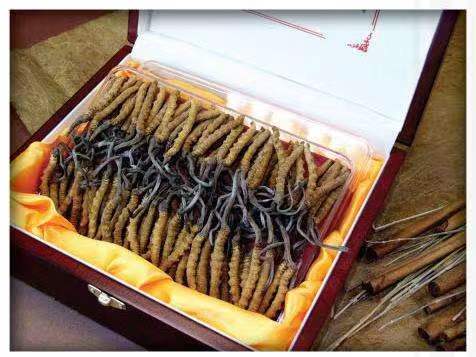 阿克塞冬虫夏草回收